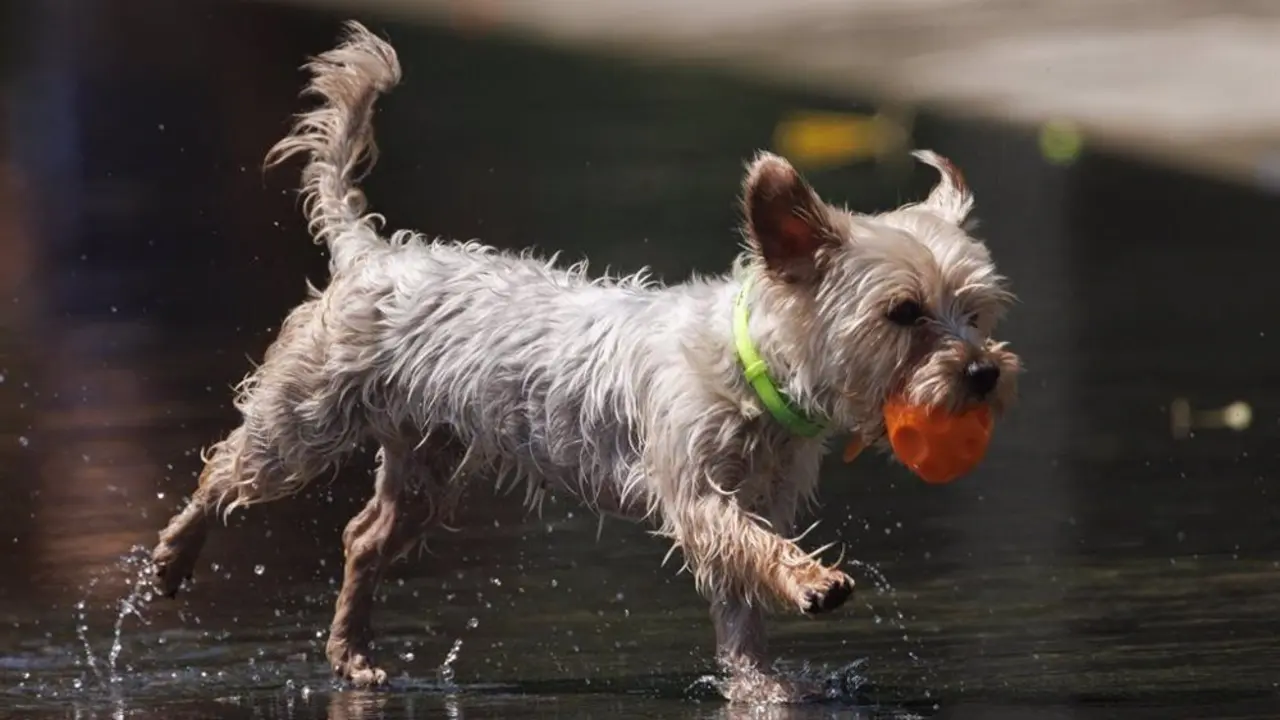 Perro con una pelota en la boca corriendo sobre suelo mojado