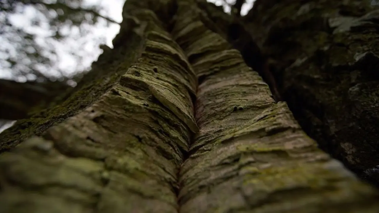 Arbol