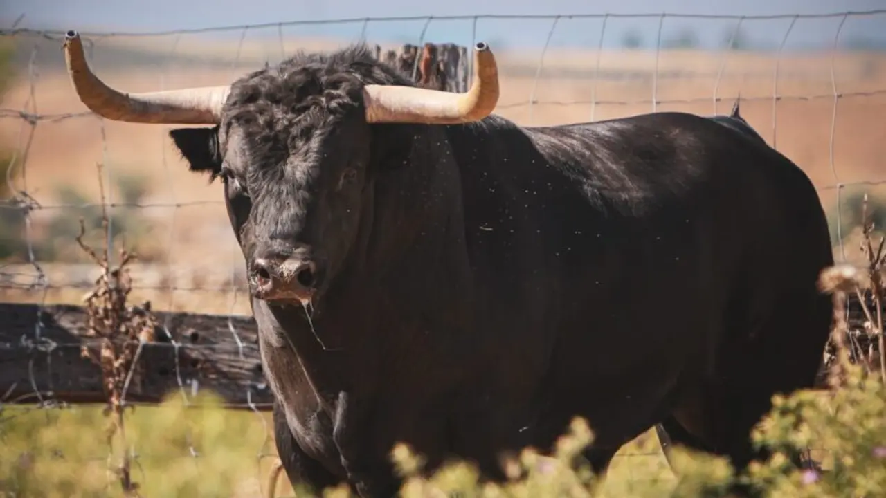 Toro
