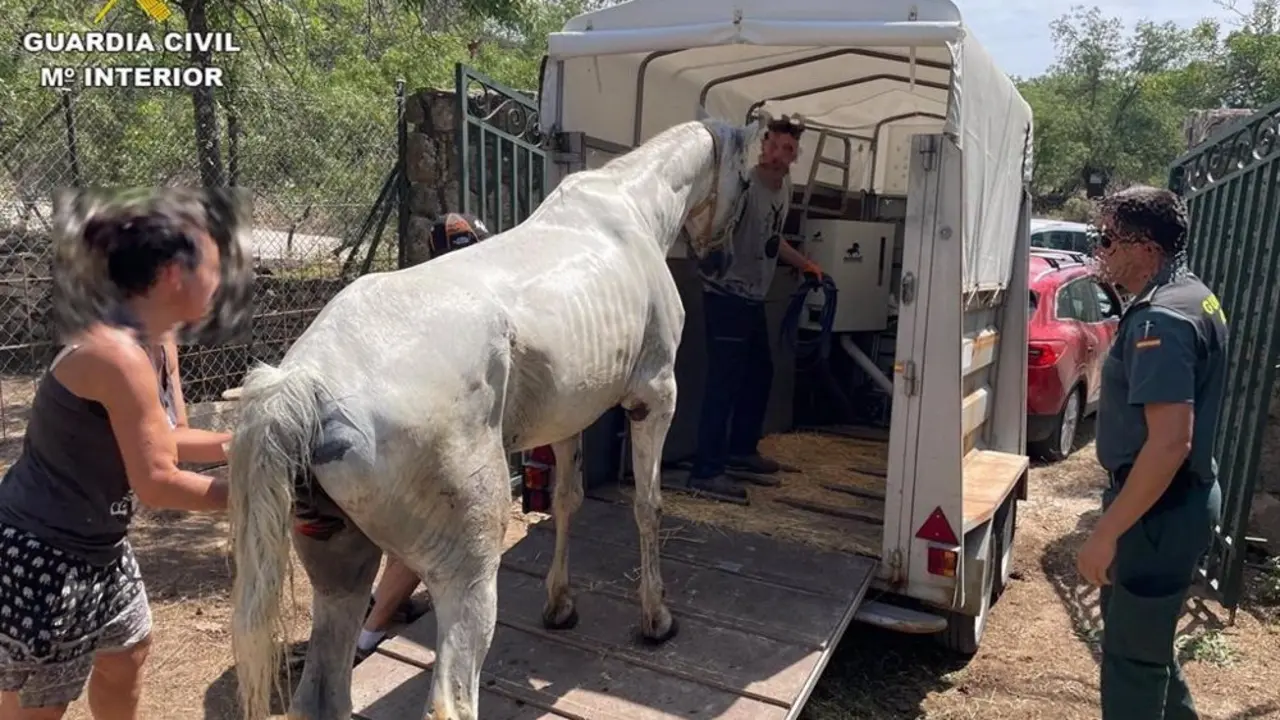 Caballo