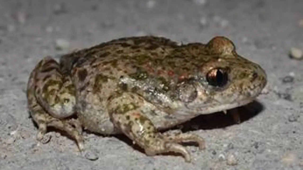 sapo partero