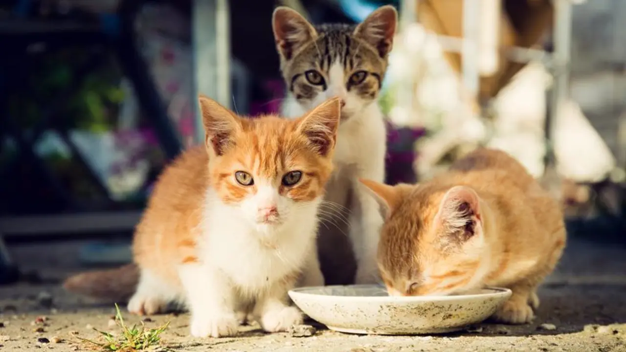 Gatos