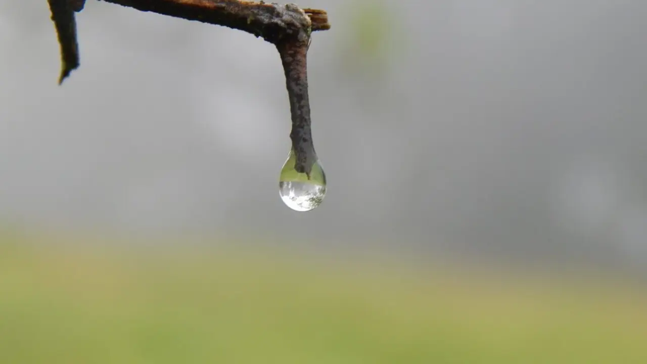 Rama con gota de lluvia
