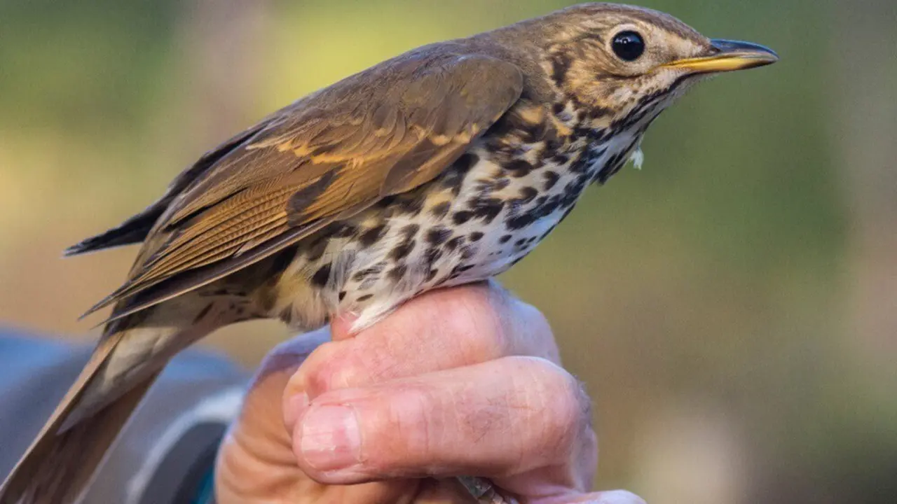 Ejemplar de zorzal com&uacute;n (Turdus philomelos), sujetado por las patas capturado para su posterior anillamiento y medici&oacute;n.