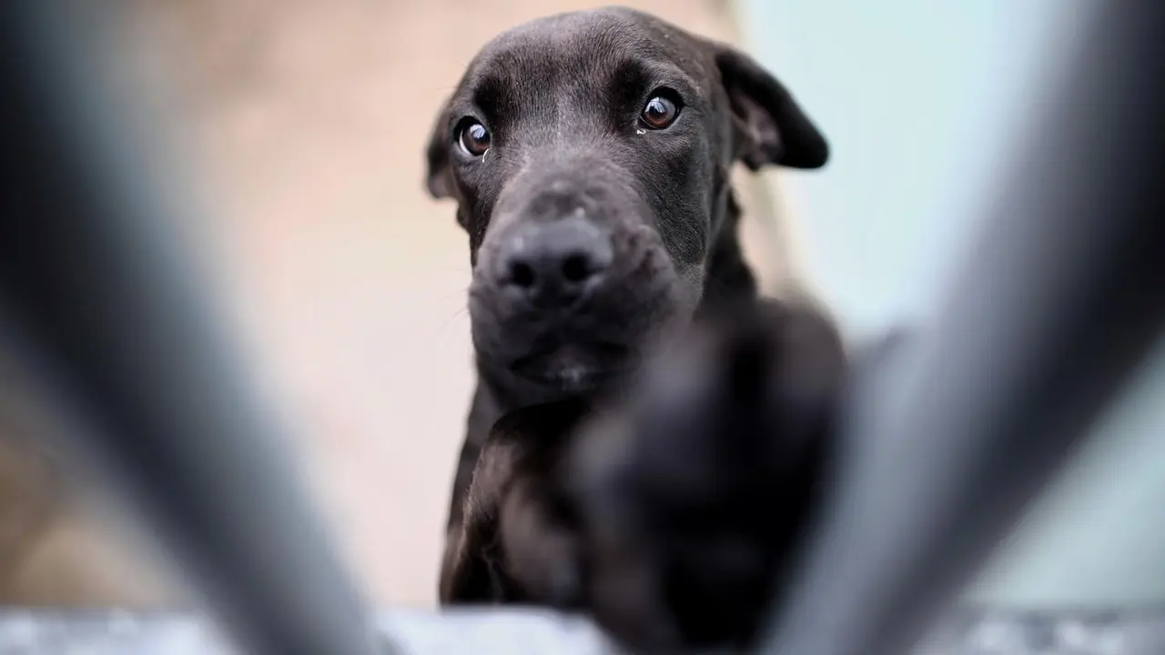 Un perro observa a trav&eacute;s de los barrotes de su jaula de las instalaciones del Centro Integral de Acogida de Animales de la Comunidad de Madrid (CIAAM) en Colmenar Viejo, Madrid (Espa&ntilde;a).