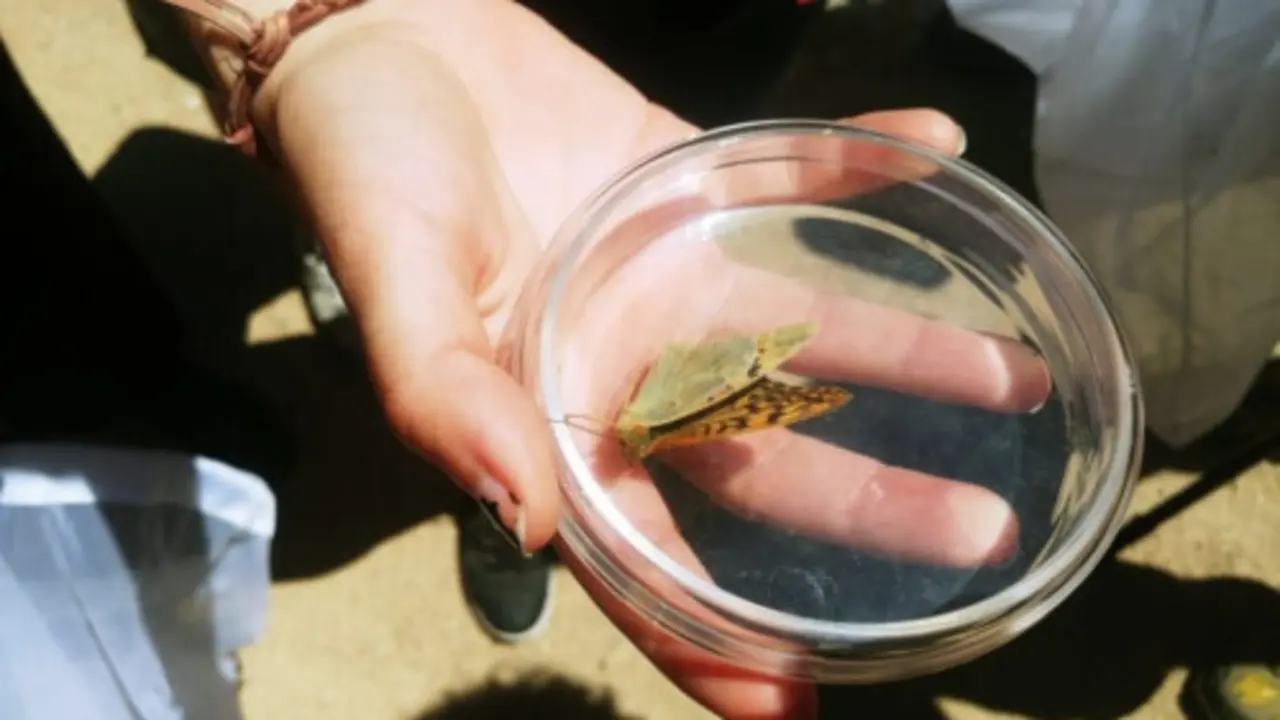Mariposa en una c&aacute;psula de Petri