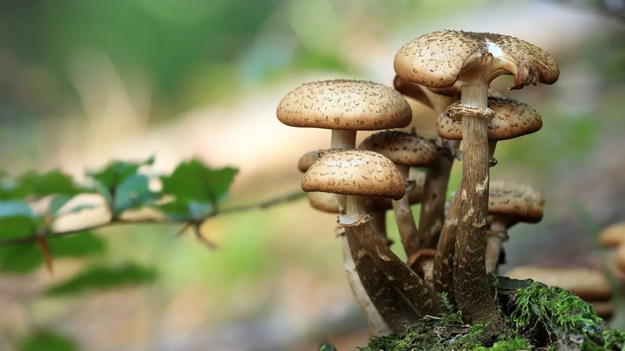 Imagen de setas, hongos.