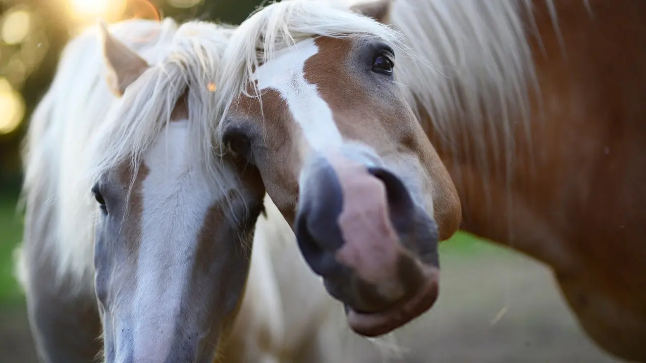 Dos caballos mirando a la c&aacute;mara.