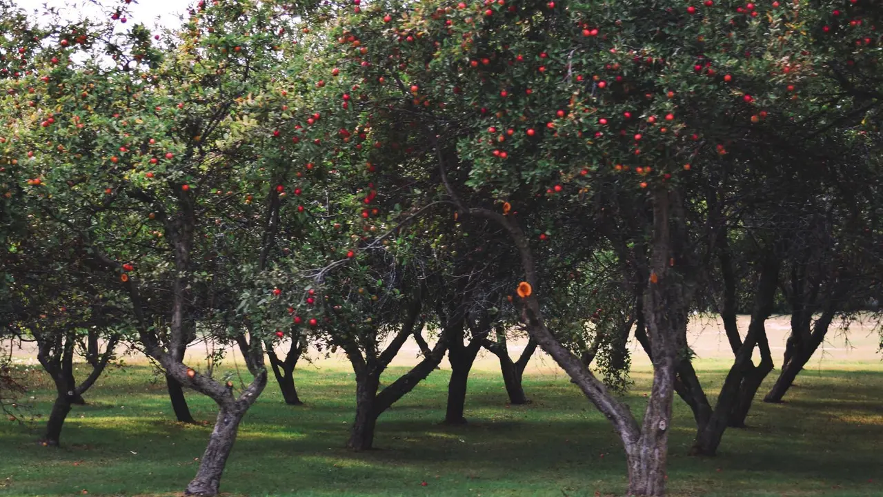 Imagen de archivo de un jard&iacute;n con &aacute;rboles.