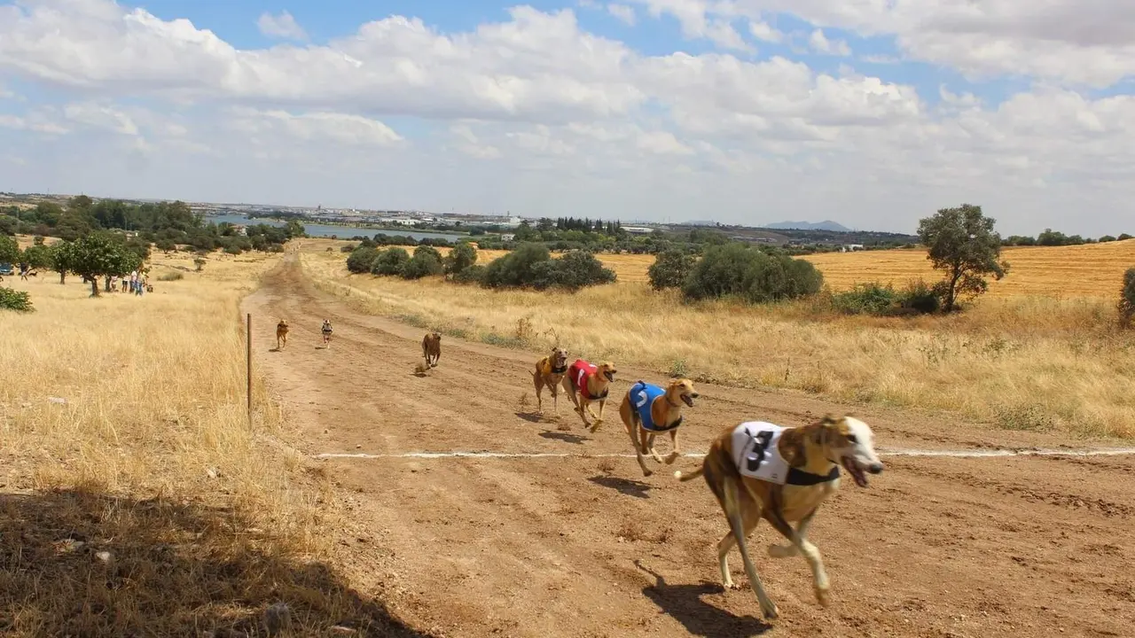 Imagen de archivo de una carrera de galgos.