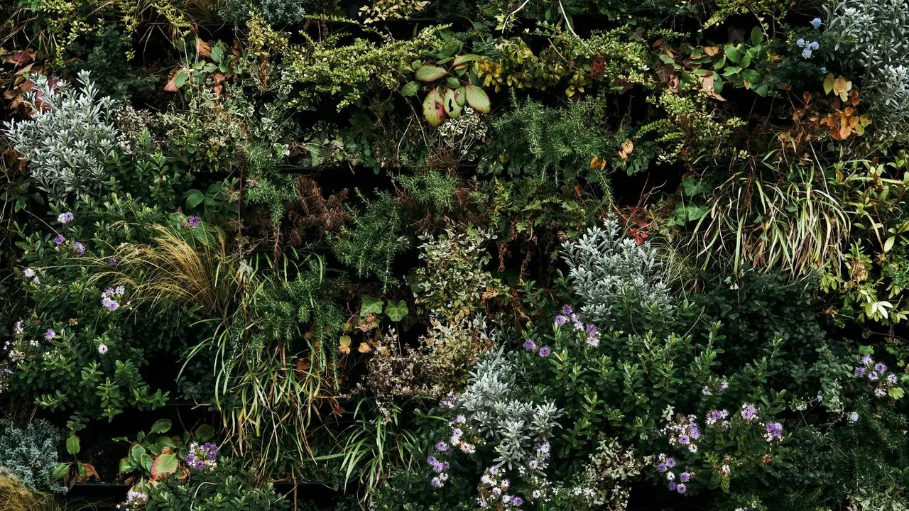 Plantas arom&aacute;ticas.