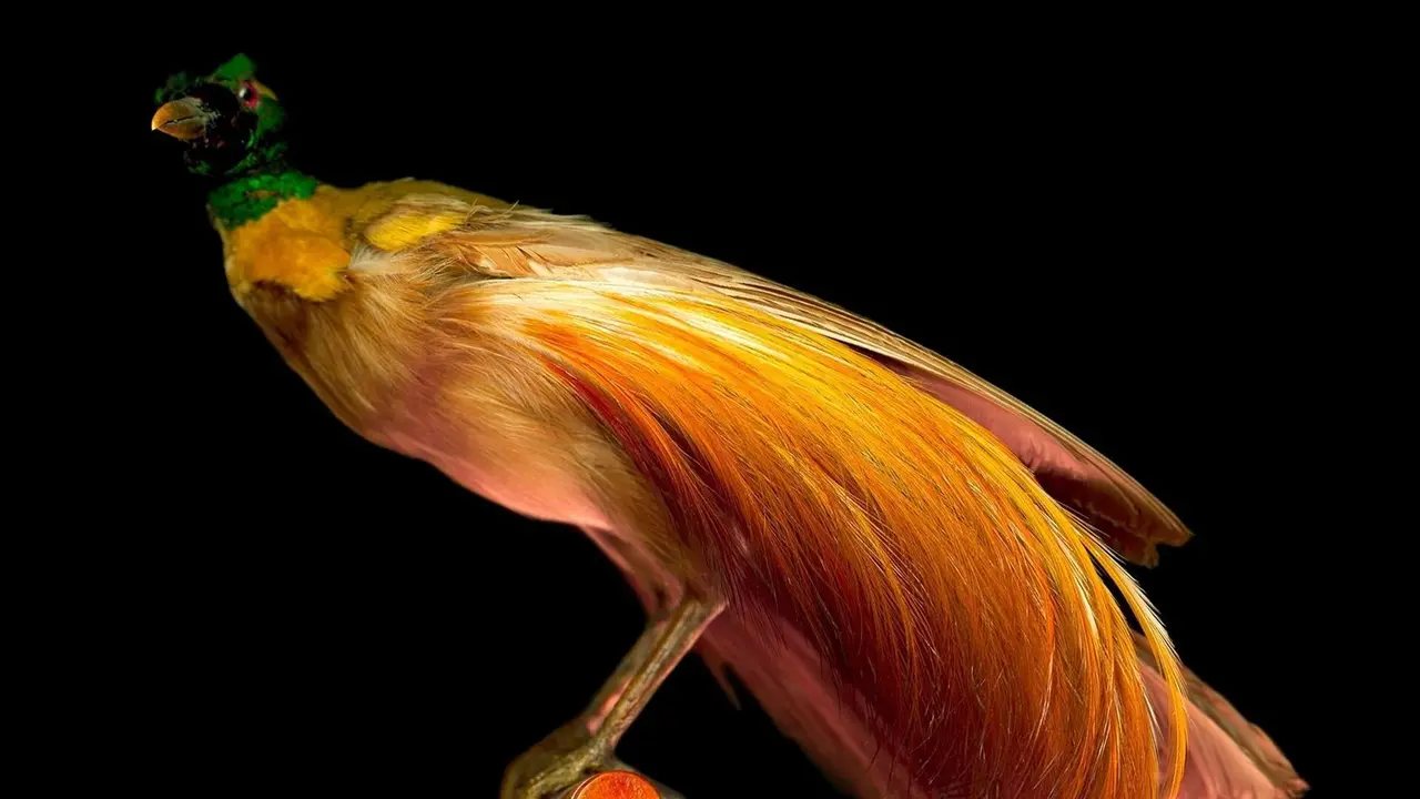 Imagen de un p&aacute;jaro inm&oacute;vil