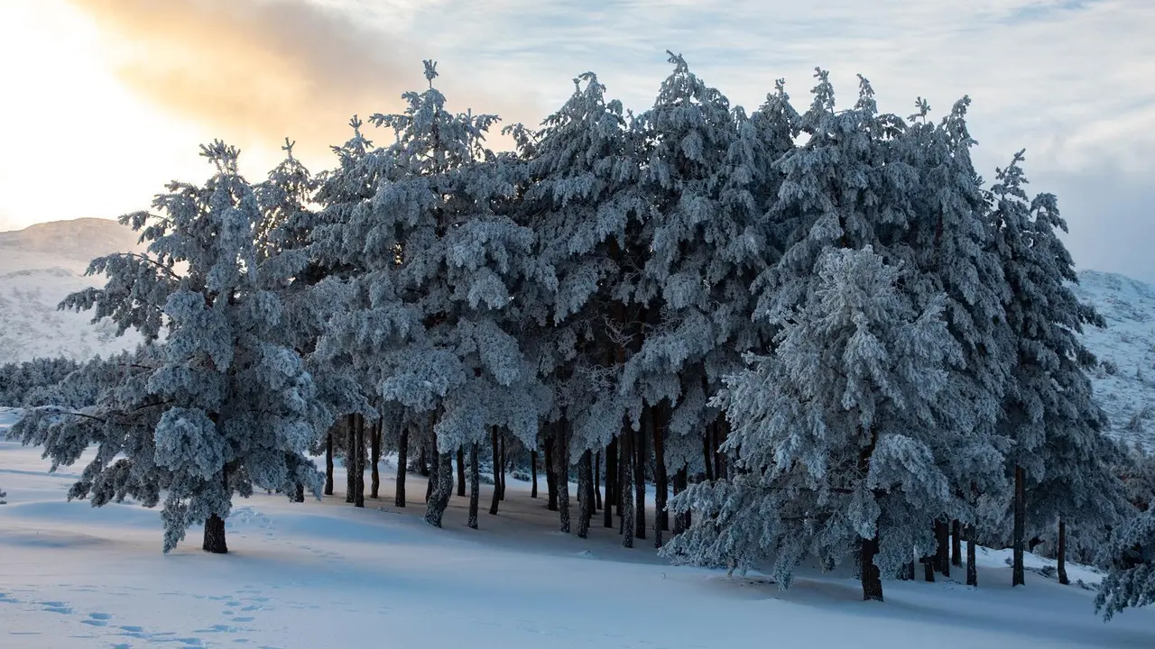 Imagen de archivo. Pinos nevados en el Puerto de Cotos, a 7 de enero de 2024, en Madrid (Espa&ntilde;a).