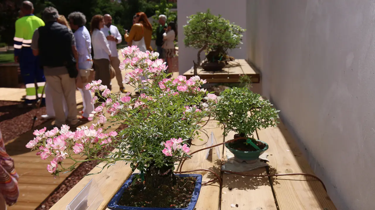 Museo del bonsai de Collado Villalba.