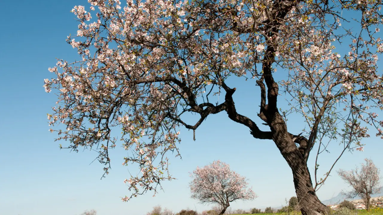 Campo con almendros en flor. Imagen de archivo.