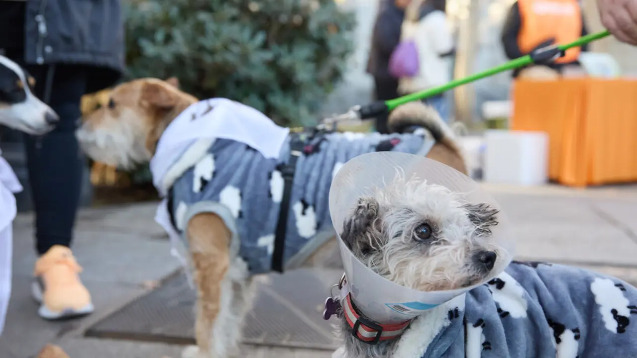 Dos perros durante la San Perrestre 2023.