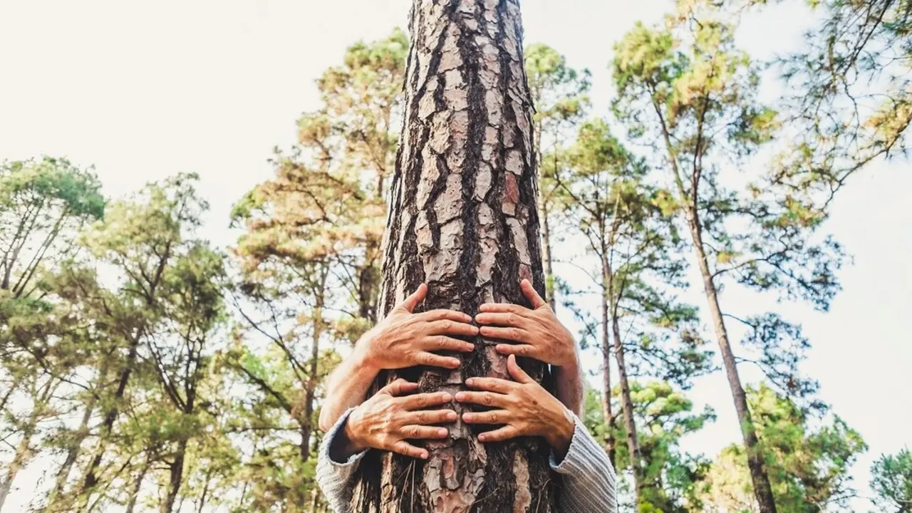 D&iacute;a del &aacute;rbol.- imagen de archivo.