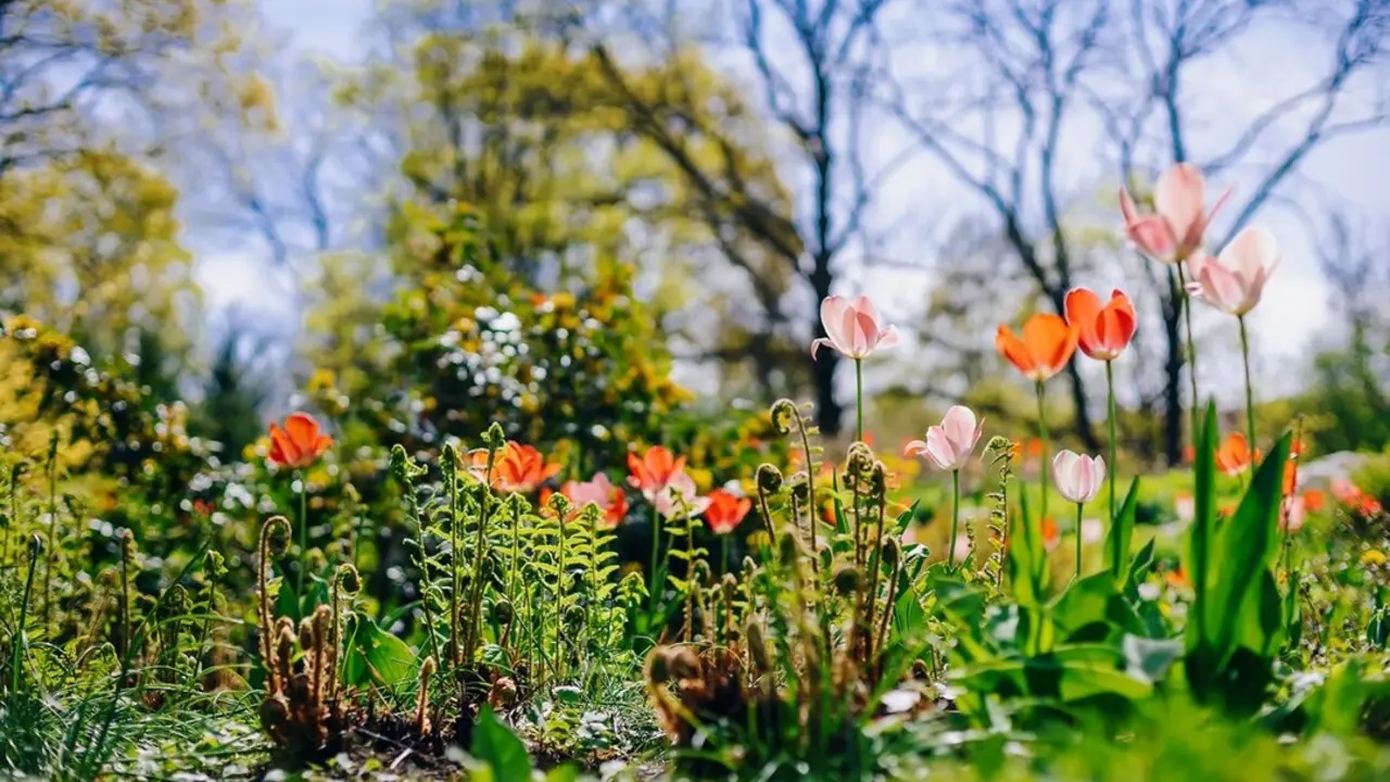 Jard&iacute;n de tulipanes. Imagen de archivo.