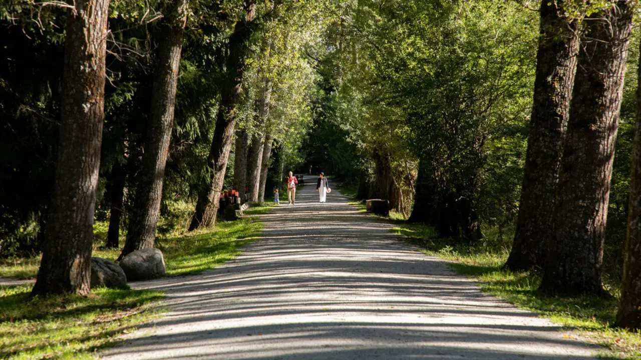 Un camino el d&iacute;a que da comienzo el oto&ntilde;o 2023, en el Bosque Finland&eacute;s, a 20 de septiembre de 2023, en Rascafr&iacute;a, Madrid (Espa&ntilde;a). Imagen de archivo.