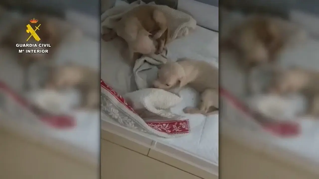 Video de la intervenci&oacute;n de la Polic&iacute;a Municipal y la Guardia Civil en Collado Mediano, tras hallar tres cachorros en un contenedor, uno de ellos sin vida. Los dos supervivientes han sido adoptados por una familia de Galapagar.