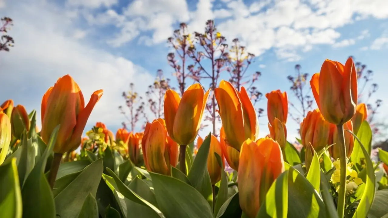 Tulipanes. Imagen de archivo.