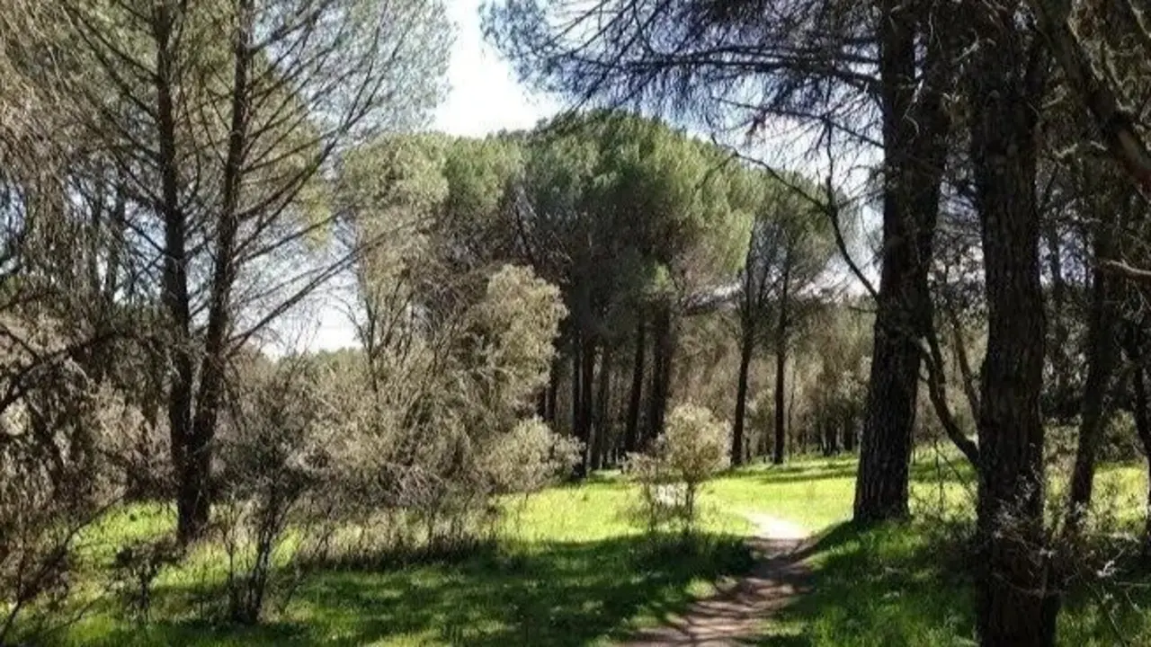 Uno de los escenarios de Alcobendas. Imagen de archivo.