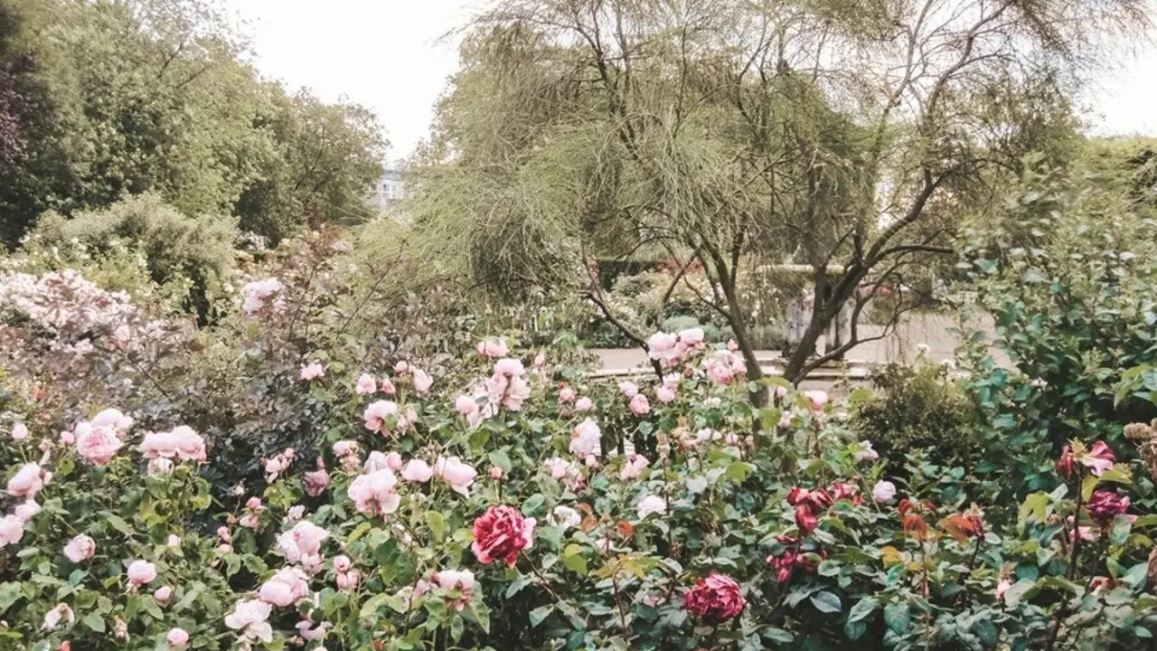 Arbusto de rosas en un parque. Imagen de archivo.
