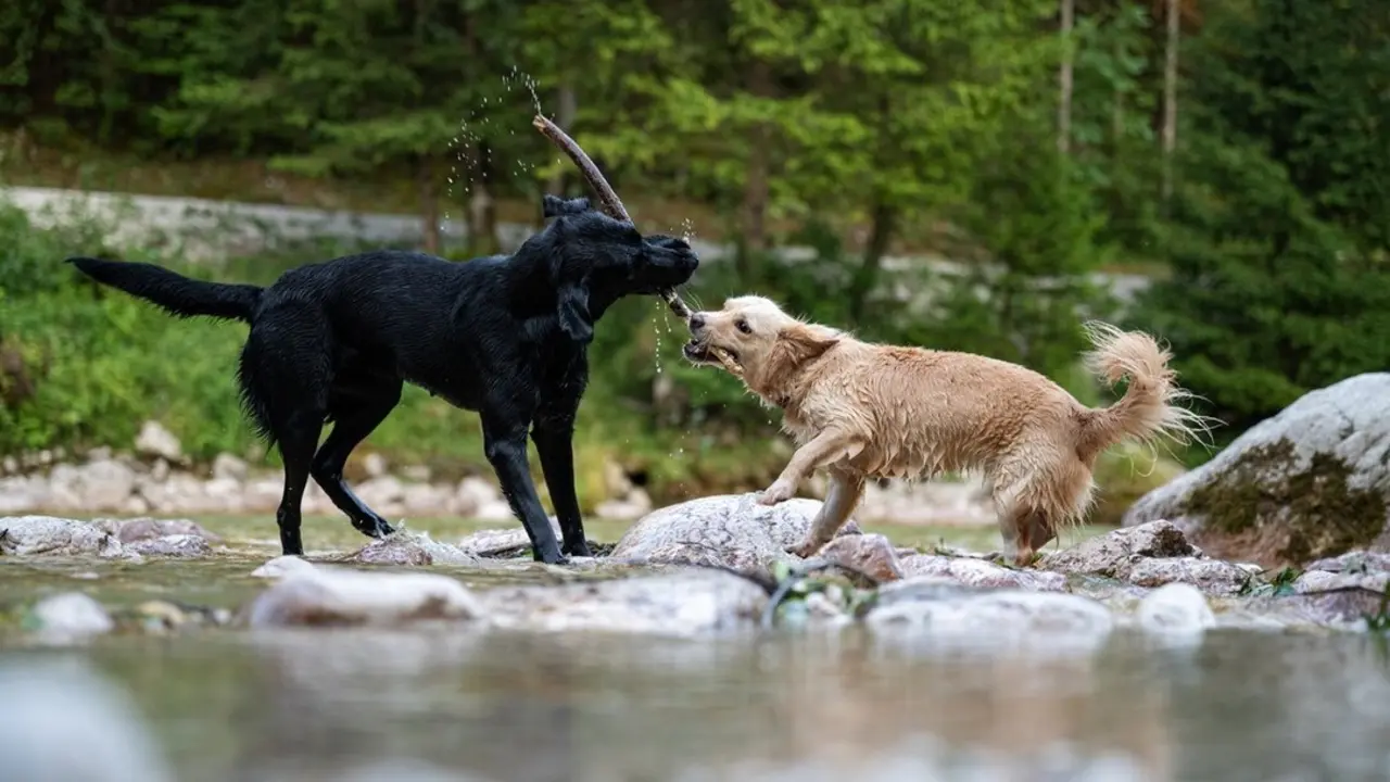 Dos perros jugando en el agua. Imagen de archivo.