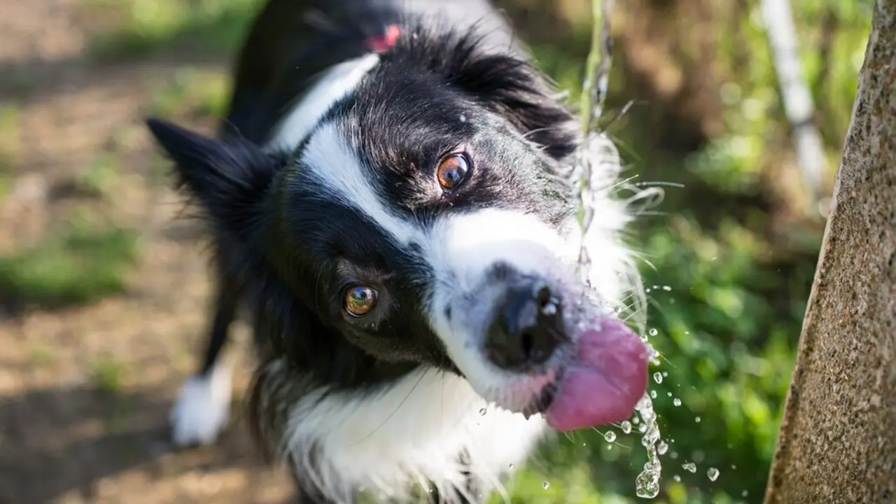 Perro tomando agua. Imagen de archivo.