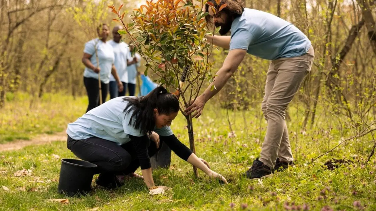 Personas plantando un &aacute;rbol. Imagen&iexcl; de archivo.