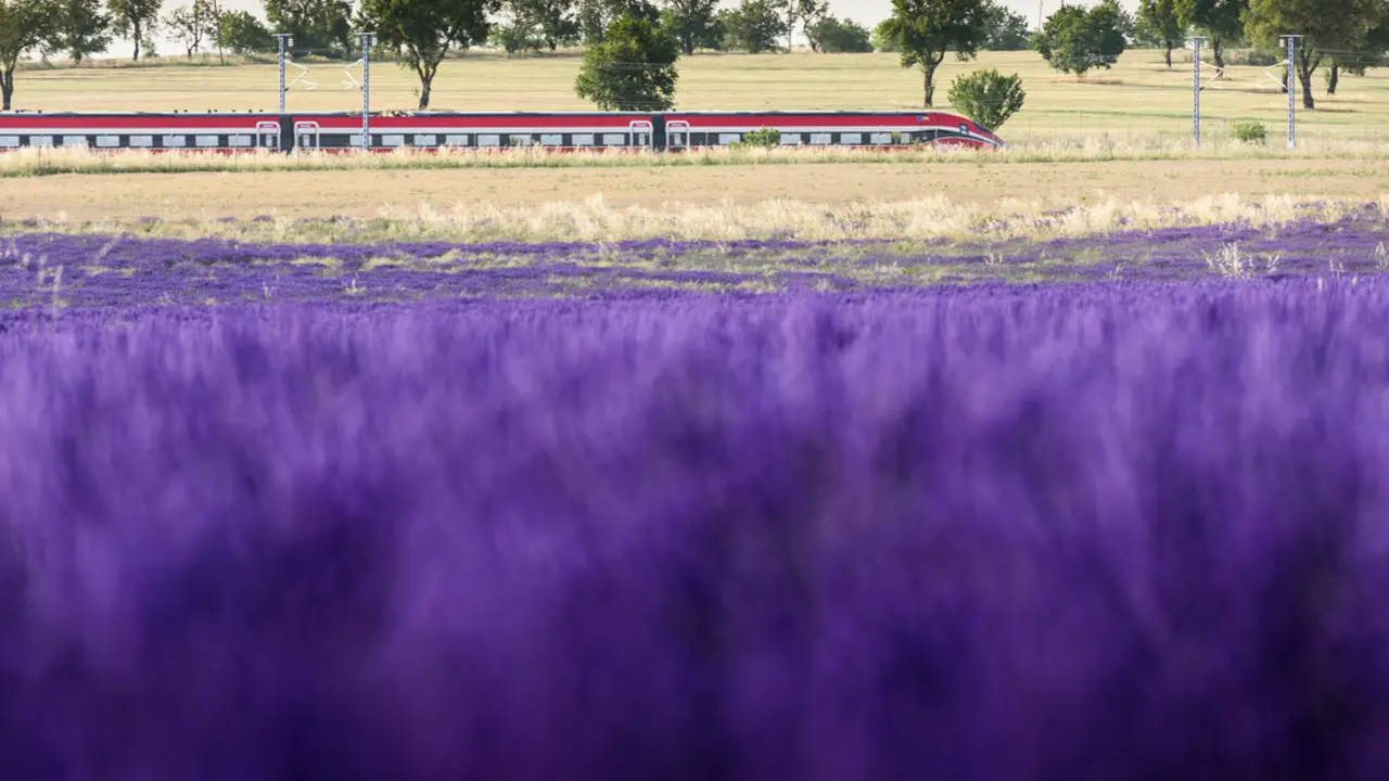 Campos de la lavanda. Fuente: Europa Press