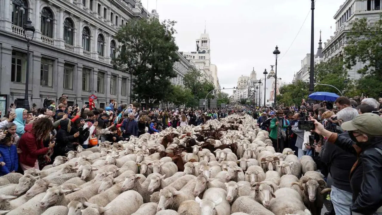 Trashumancia en Madrid. Imagen del Ayuntamiento.
