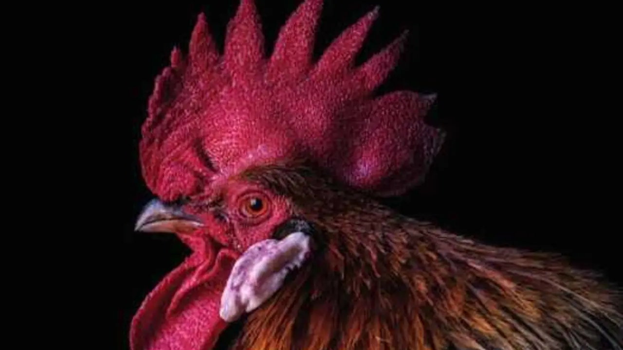 Cartel de la exposici&oacute;n 'The Animals'.