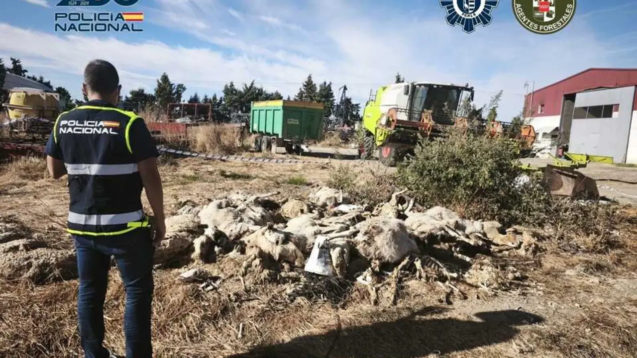 Decenas de ovejas muertas en una explotaci&oacute;n ganadera de Parla. Imagen de la Polic&iacute;a Nacional.