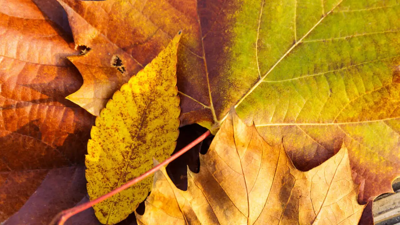 Hojas en oto&ntilde;o en imagen de archivo.