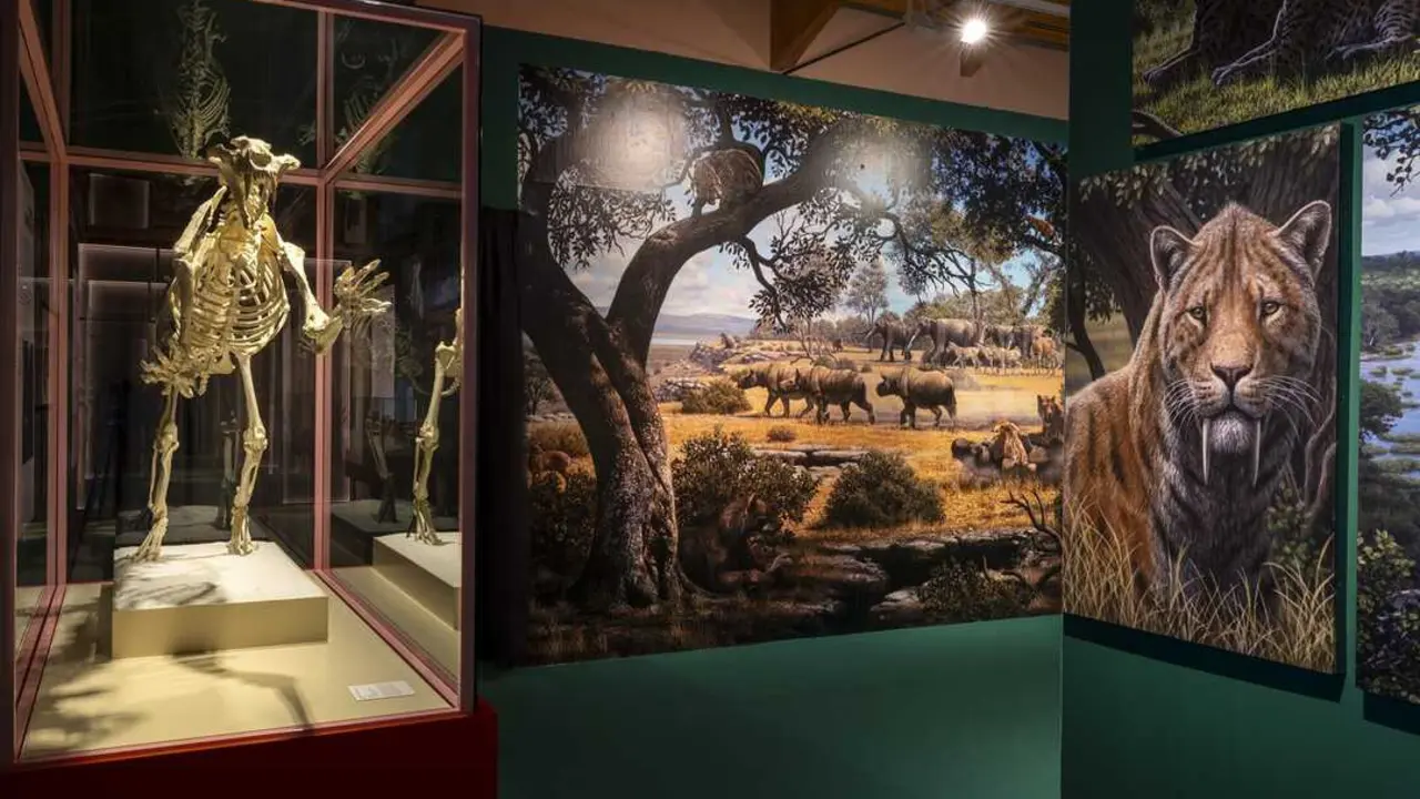 El Museo Arqueol&oacute;gico y Paleontol&oacute;gico de la Comunidad de Madrid organiza un taller para ense&ntilde;ar a los j&oacute;venes a estudiar f&oacute;siles de los dientes de sable.
