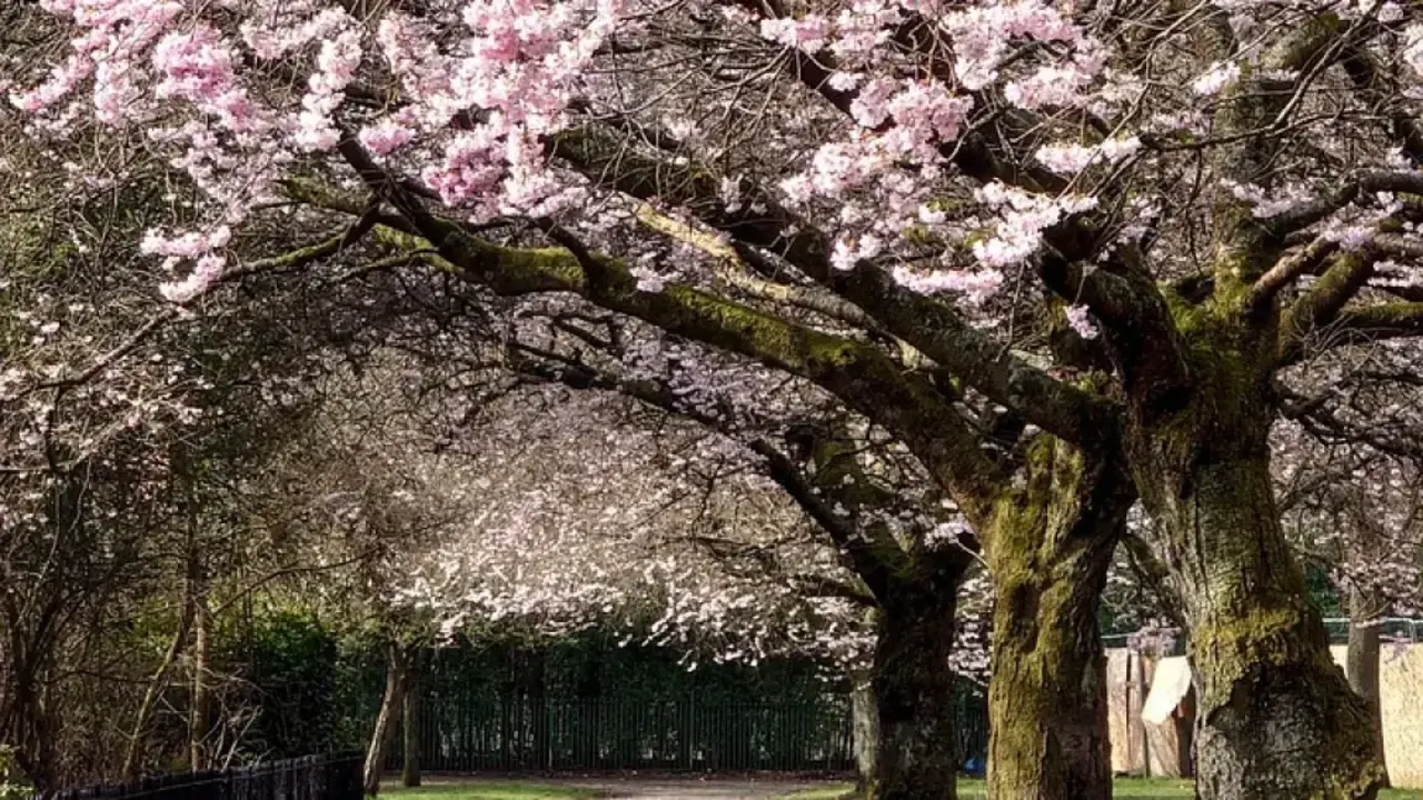 EL JARD&Iacute;N DE LOS CEREZOS. Imagen del Teatro Fern&aacute;n G&oacute;mez.
