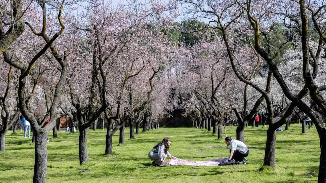 La floraci&oacute;n de los almendros. Imagen de EP.