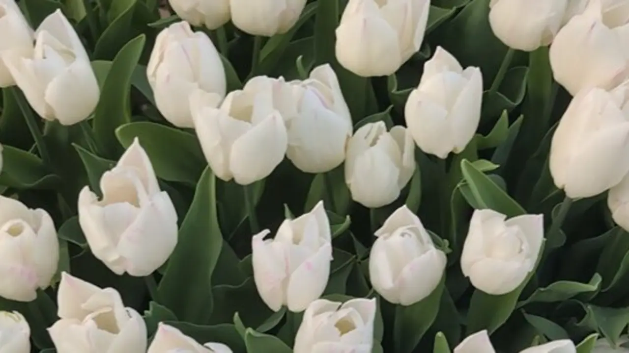 Tulipanes en el Real jard&iacute;n Bot&aacute;nico.