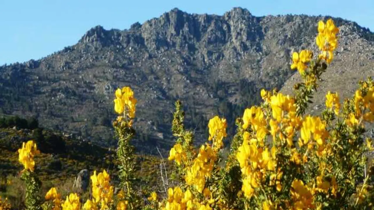 Floraci&oacute;n del Cambro&ntilde;o.
