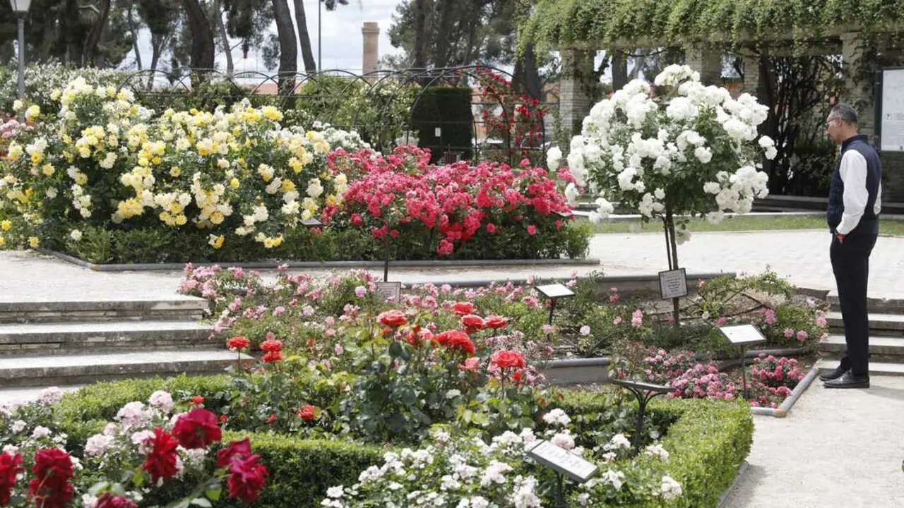 Imagen cedida por el Ayuntamiento de Madrid de la Rosaleda del parque del Oeste.