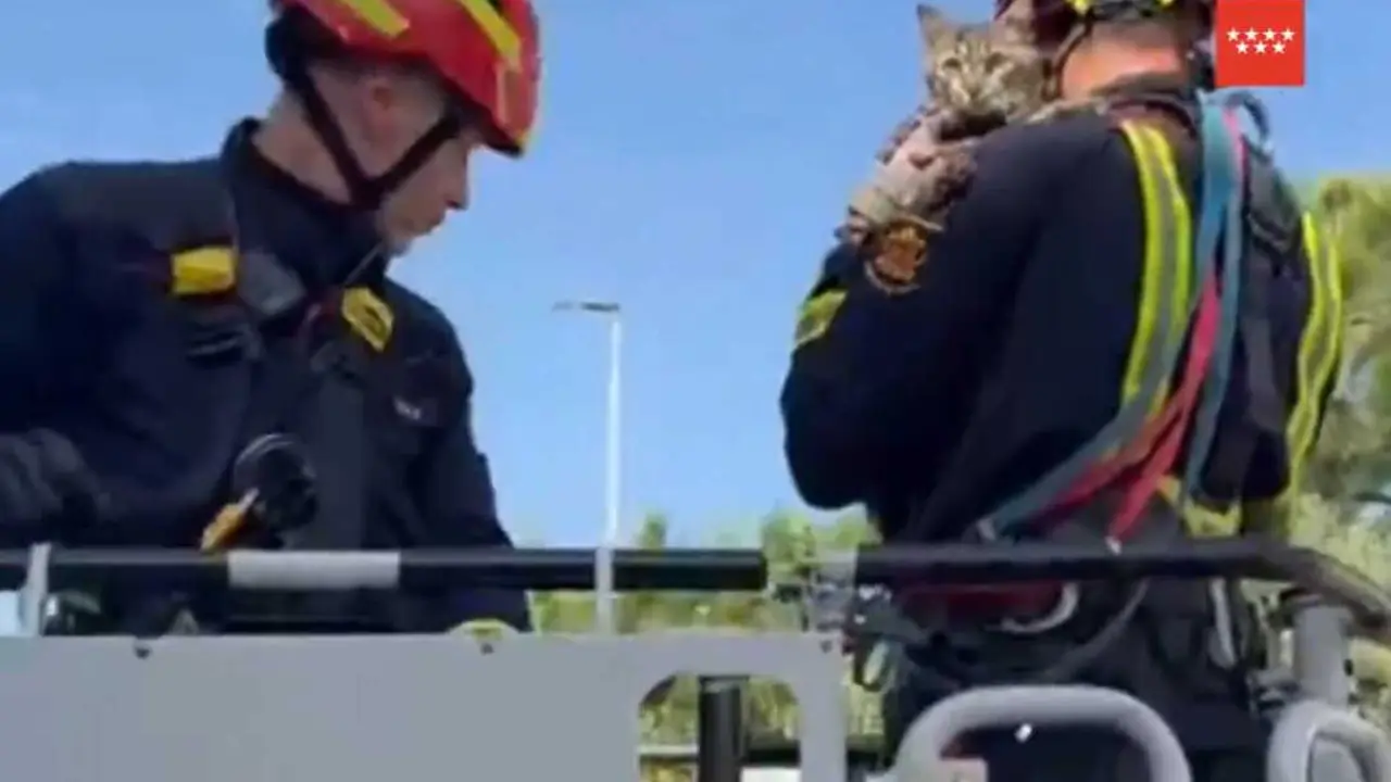 Bomberos de Madrid rescatan a un gato en Brunete.