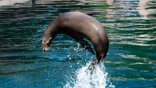 Imagen de una foca en Faunia.