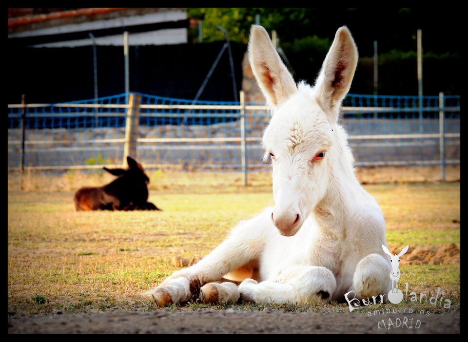 Burrolandia en Tres Cantos.