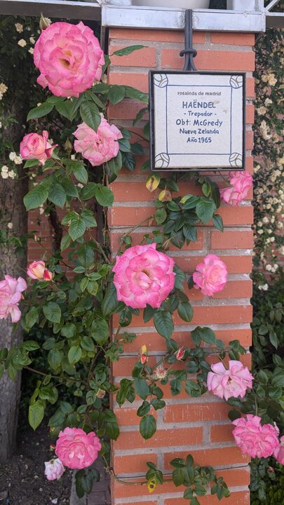 Rosas de la Rosaleda de Madrid.
