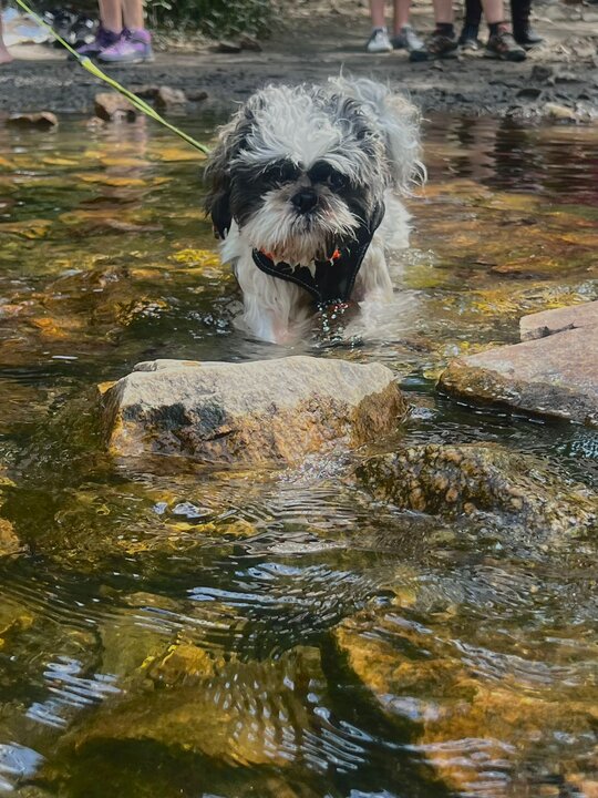 Perro en un lago.