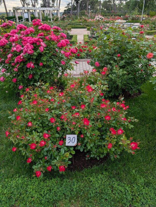 Rosal número 30, de tipo floribunda. Imagen del Ayuntamiento de Madrid.