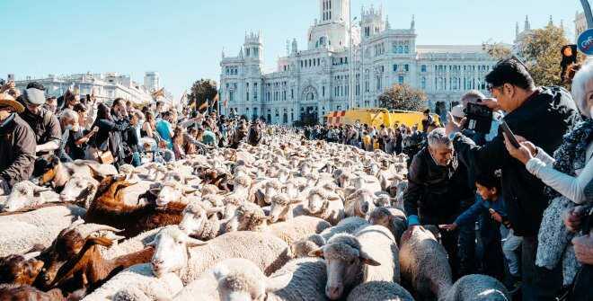 Fiesta de la Trashumancia. Imagen del Ayuntamiento de Madrid.