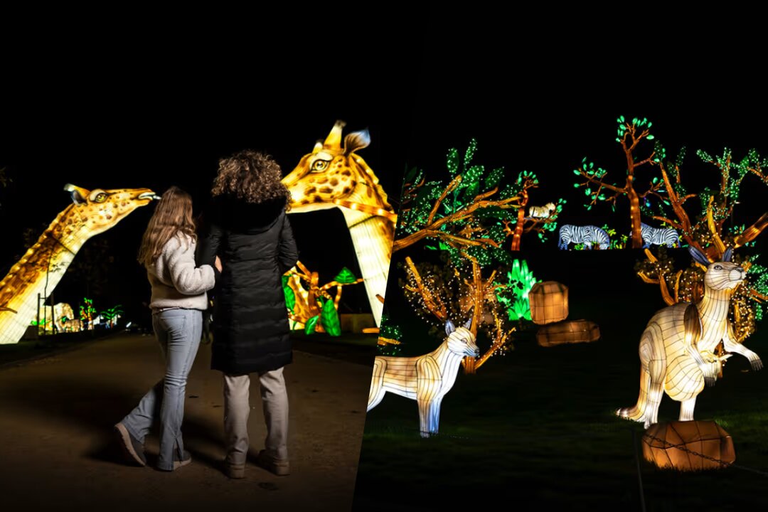 Imágenes de Brilla Zoo.