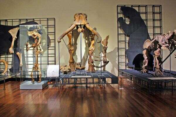 Fuente: Museo de Ciencias Naturales.